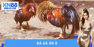Đá Gà Ăn 8 - Chinh Phục Trận Đấu Trực Tuyến Với Giới Hạn Mới
