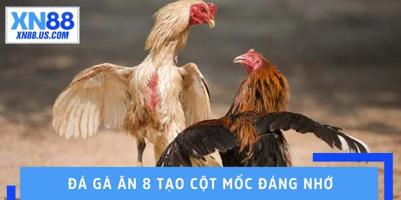 Đá gà ăn 8 tạo cột mốc đáng nhớ trên đấu trường cao cấp