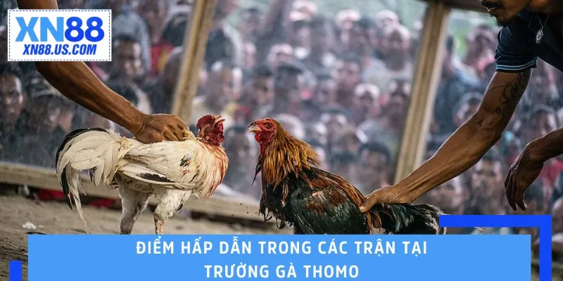 Điểm hấp dẫn trong các trận tại trường gà Thomo