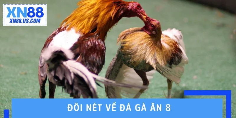 Đôi nét về đá gà ăn 8