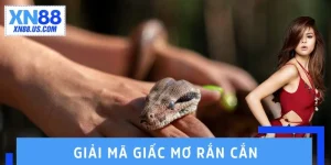 Giải Mã Giấc Mơ Rắn Cắn - Góc Nhìn Thú Vị Về Cuộc Sống