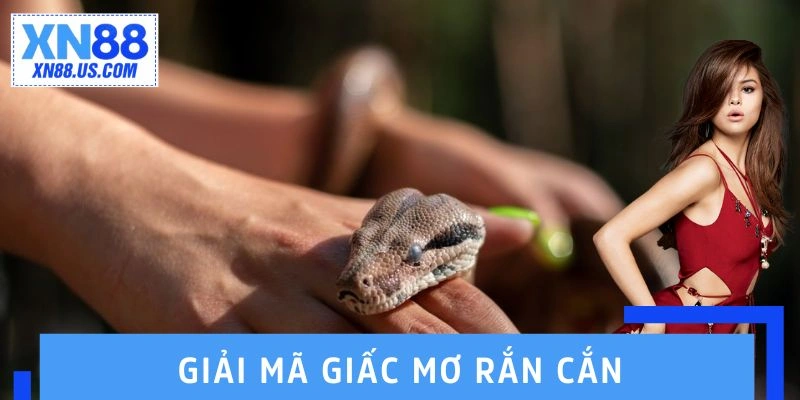 Giải Mã Giấc Mơ Rắn Cắn - Góc Nhìn Thú Vị Về Cuộc Sống