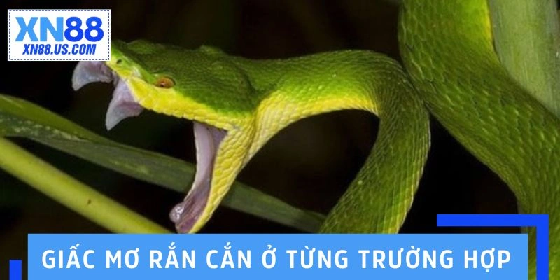 Giải mã giấc mơ rắn cắn trong từng trường hợp 