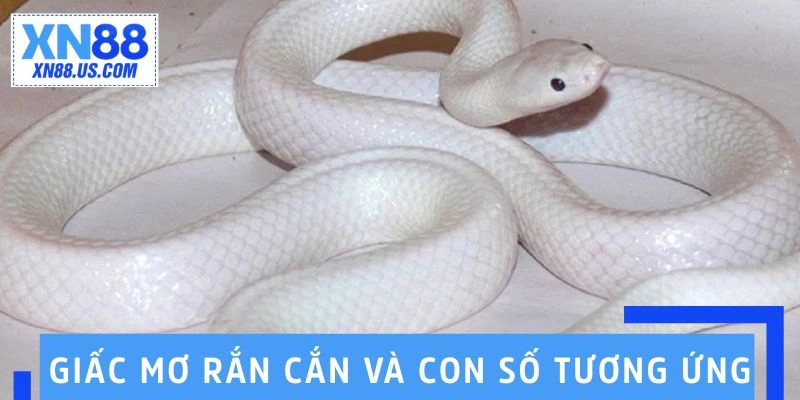 Giải mã giấc mơ rắn cắn và con số tương ứng