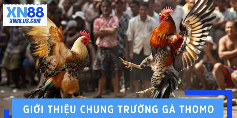 Giới thiệu chung trường gà Thomo