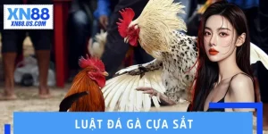 Luật Đá Gà Cựa Sắt – Nắm Chắc Quy Định, Thắng Cược Dễ Dàng