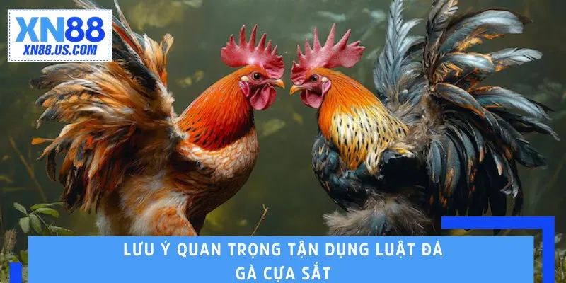 Lưu ý quan trọng tận dụng luật đá gà cựa sắt