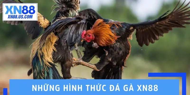 Những hình thức đá gà XN88 được giới kê thủ ưa chuộng