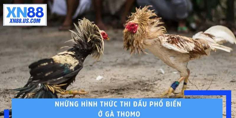 Những hình thức thi đấu phổ biến ở gà Thomo