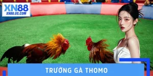 Trường Gà Thomo – Sàn Đấu Cược Kê Đẳng Cấp, Uy Tín Nhất