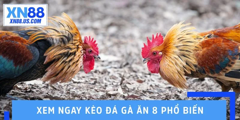 Xem ngay các kèo đá gà ăn 8 phổ biến nhất hiện nay